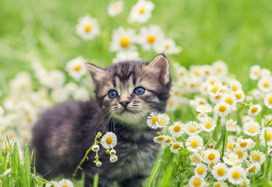 Comment faire la différence entre un chaton male ou femelle 